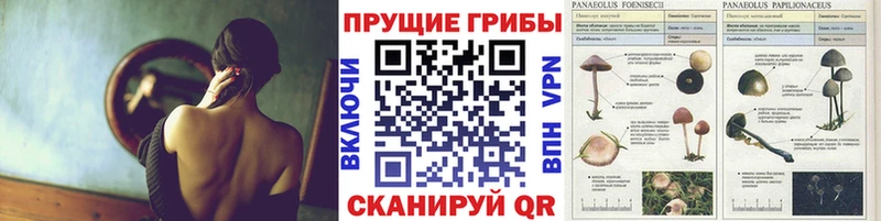 дарнет шоп Зверево Галлюциногенные грибы мухоморы